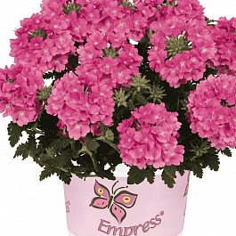 Вербена Empress Flair Pink