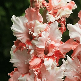 Гладиолус Frizzle Butterfly