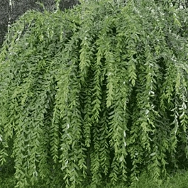 Ива белая Pendula