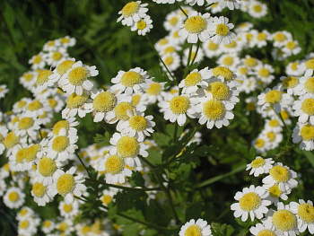 Танацетум Снежный