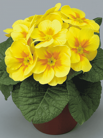 Примула Hethor Yelloy