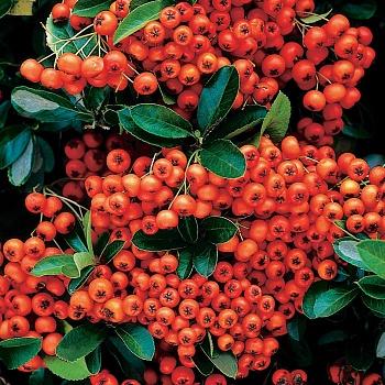 Пираканта узколистная Orange Glow