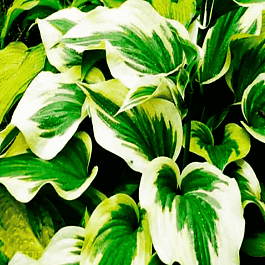 Хоста Silk Road