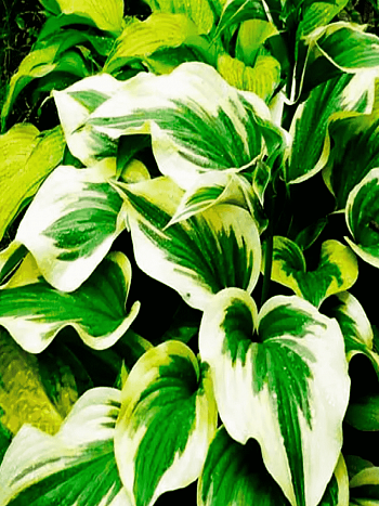 Хоста Silk Road