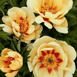 Пион ИТО Border Charm