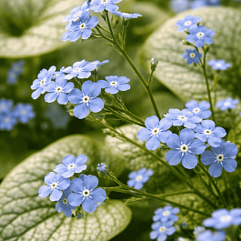 Бруннера крупнолистная Jack Frost