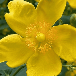 Зверобой Кустарниковый Hidcote