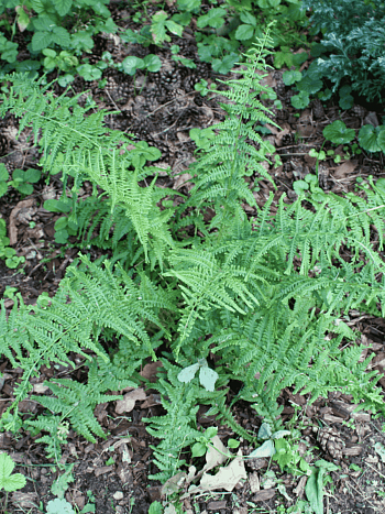 Кочедыжник женский Victoriae