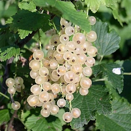 Смородина белая Булонь