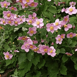 Анемона японская September Charm