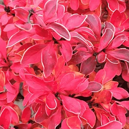 Барбарис Тунберга Barberry