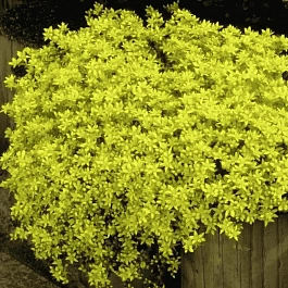 Очиток едкий Golden Queen