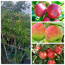 Яблоня пальметта на шпалере 5 лет+ (3 сорта) Лобо-Мелба-Хоней Крисп Яблоня пальметта на шпалере 5 лет+ (3 сорта) Лобо-Мелба-Хоней Крисп