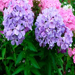 Флокс Голубая Гортензия