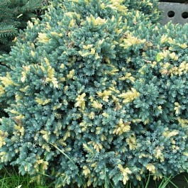 Можжевельник чешуйчатый Голден Флейм Можжевельник чешуйчатый Голден Флейм