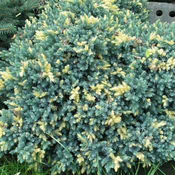 Можжевельник чешуйчатый Голден Флейм