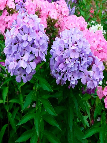 Флокс Голубая Гортензия