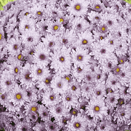 Хризантема  Sunbeam Pink