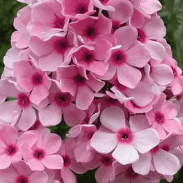 Флокс метельчатый Бисер