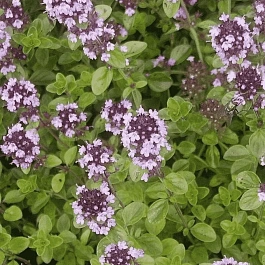 Тимьян блошницевидный