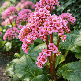 Бадан сердцелистный