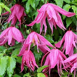 Клематис ботанический Балет Скёт