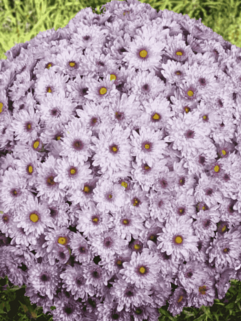 Хризантема  Sunbeam Pink