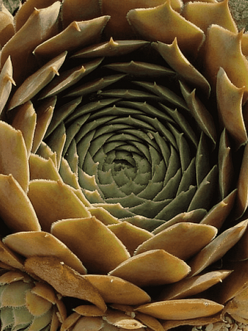 Молодило гибридное Feldmaier