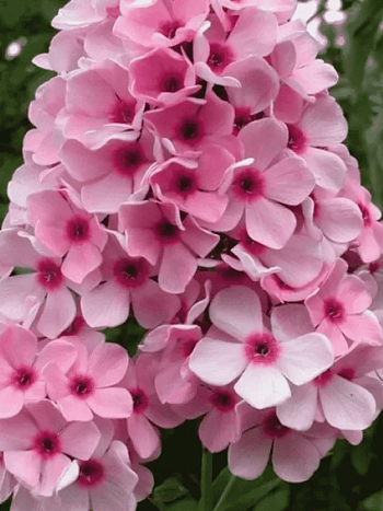 Флокс метельчатый Бисер