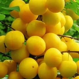 Алыча гибридная Царская