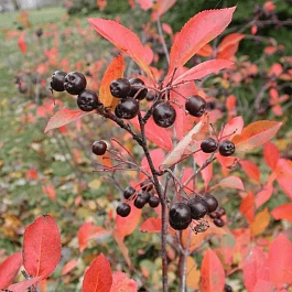 Арония сливолистная Viking