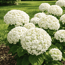 Гортензия древовидная White ball