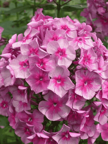 Флокс метельчатый Дымчатое суфле