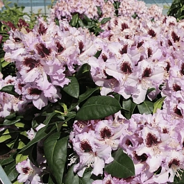 Рододендрон гибридный Pinguin