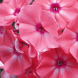 Флокс метельчатый Золотая Русь