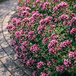 Душица гладкая Herrenhausen