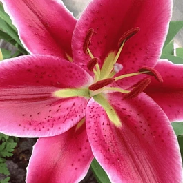 Лилия  Восточная Corvara