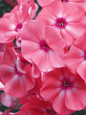 Флокс метельчатый Золотая Русь