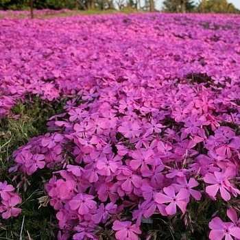 Флокс шиловидный МакДаниэлс Кьюшн