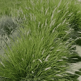 Сеслерия осенняя