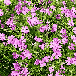 Флокс шиловидный Fabulous Rose