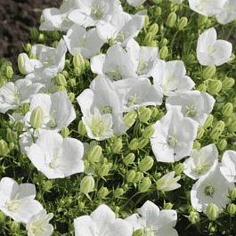 Колокольчик  карпатский Pearl White