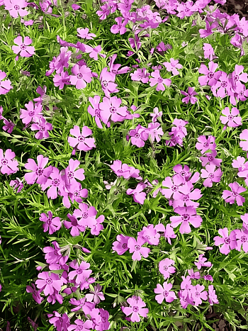 Флокс шиловидный Fabulous Rose