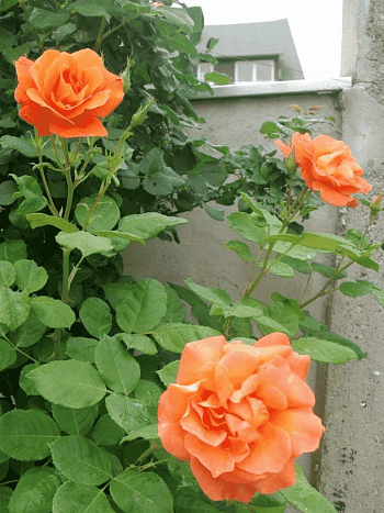 Роза Плетистая Orangedawn