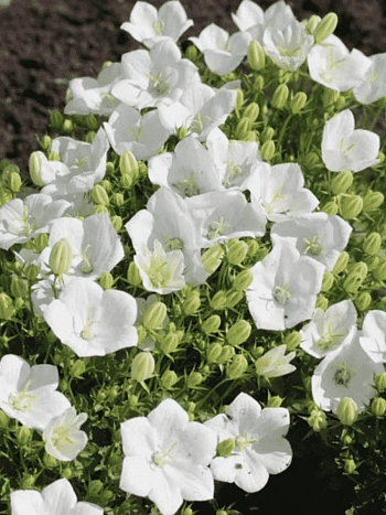 Колокольчик  карпатский Pearl White