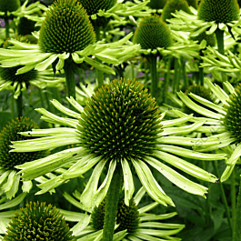 Эхинацея пурпурная Green Jewel