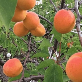 Абрикос Слава Севера