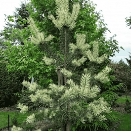 Сосна обыкновенная Bialogon