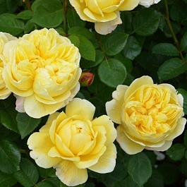 Роза Кустовая Sonnensсhirm