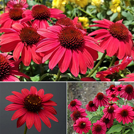 Эхинацея пурпурная Поллинейшн Маджента